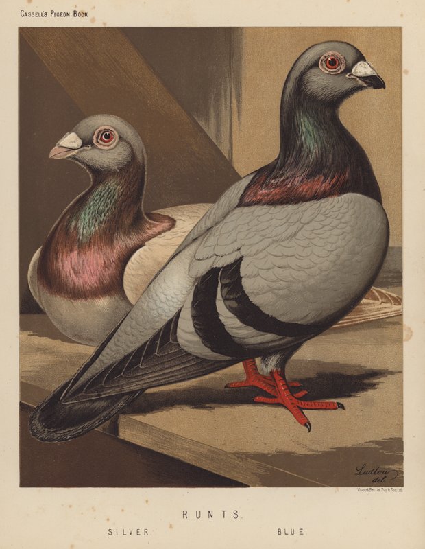 Güvercinler: Runts, Silver, Blue (renkli taş) by J. W. (after) Ludlow