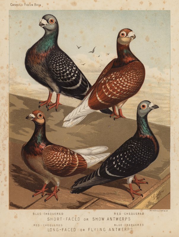 Güvercinler: Kısa Yüzlü veya Gösteri Anvers, Mavi Kareli, Kırmızı Kareli; Uzun Yüzlü veya Uçan Antwerps, Kırmızı Kareli, Mavi Kareli (renkli lito) by J. W. (after) Ludlow