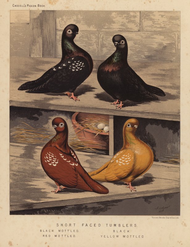 Güvercinler: Kısa Yüzlü Bardaklar, Siyah Benekli, Siyah, Kırmızı Benekli, Sarı Benekli (renkli lito) by J. W. (after) Ludlow