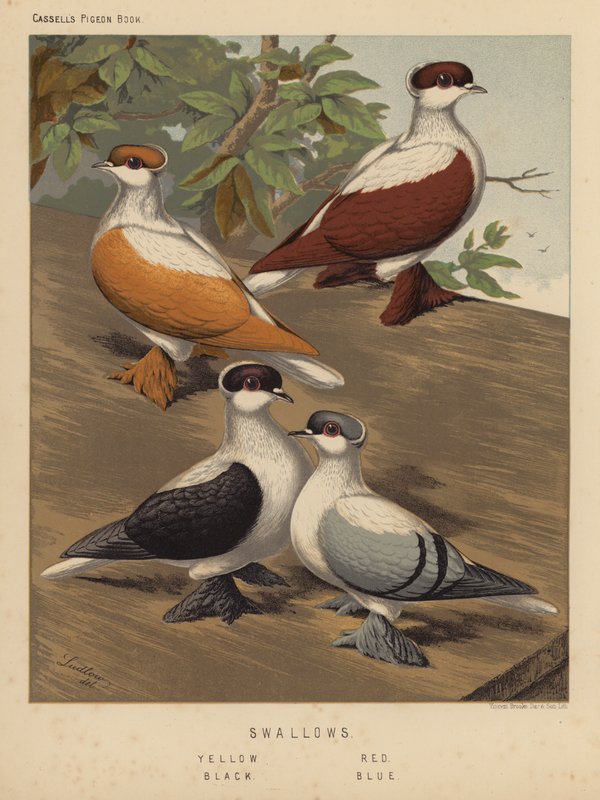 Güvercinler: Kırlangıçlar, Sarı, Kırmızı, Siyah, Mavi (renkli taş) by J. W. (after) Ludlow