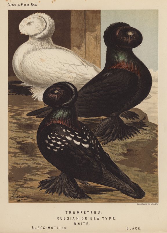 Güvercinler: Trompetçiler, Rus veya Yeni Tip, Beyaz, Siyah Benekli, Siyah (renkli taş) by J. W. (after) Ludlow