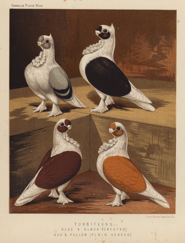 Güvercinler: Türbitenler, Mavi ve Siyah, Tepeli, Kırmızı ve Sarı, Düz Başlı (renkli taş) by J. W. (after) Ludlow