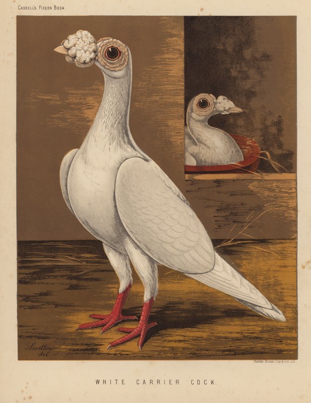 Güvercinler: Beyaz Taşıyıcı Horoz (renkli taş) by J. W. (after) Ludlow