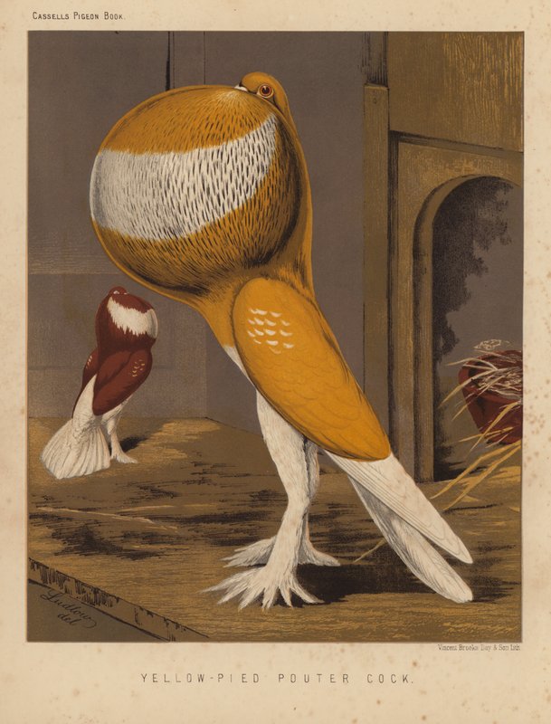 Güvercinler: Yellow-Pied Pouter Cock (renkli taş) by J. W. (after) Ludlow