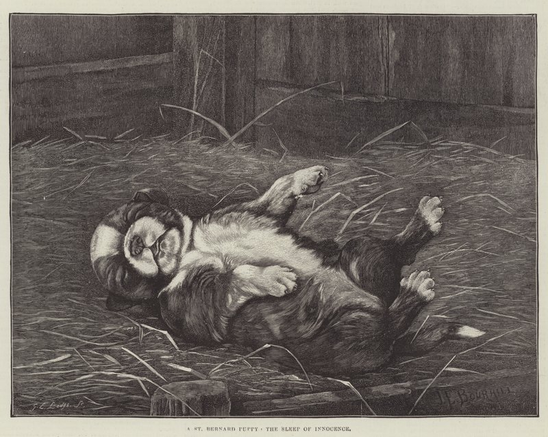 Bir St Bernard Yavrusu, Masumiyetin Uykusu by James E. Bourhill
