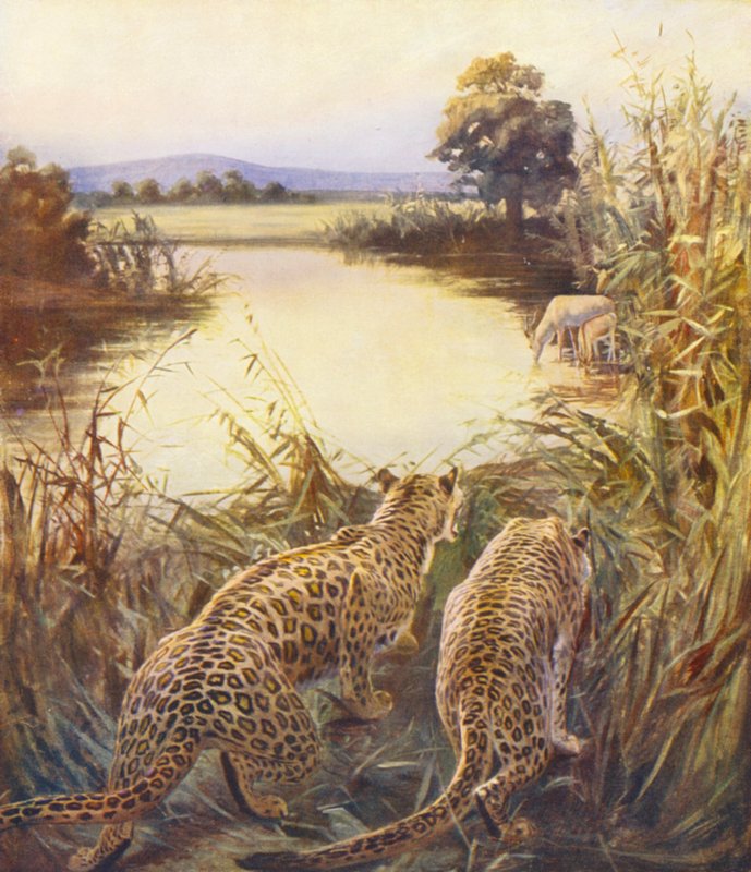 Kutsal Topraklar: quot;Ürdün#39;ün Gururuquot;ndaki Leoparlar (renkli taşbaskı) by James (after) Clark