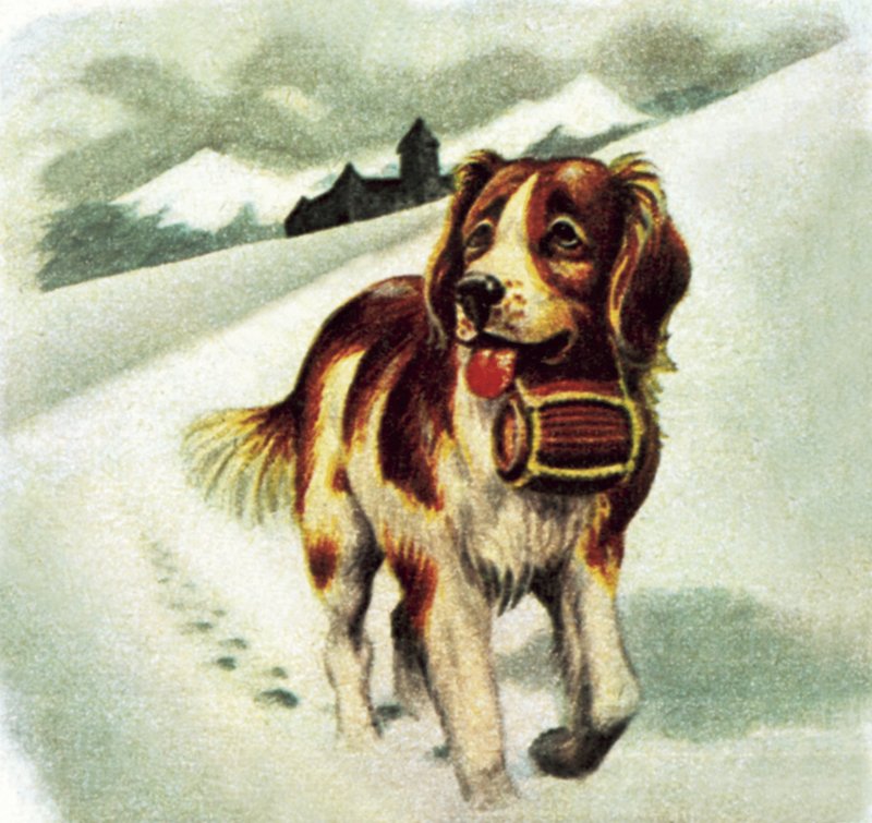 St Bernard Köpeği by James Edwin McConnell