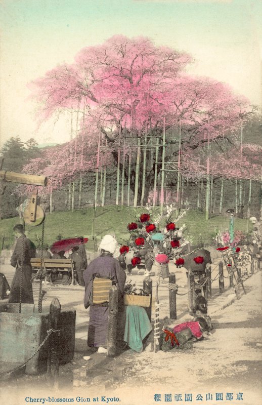 Kiraz Çiçekleri, Gion, Kyoto, Japonya by Japanese Photographer