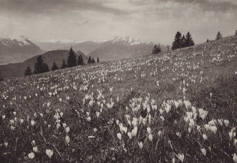 Rigi Kaltbad, Fruhling (s/b fotoğraf) by Jean Gaberell