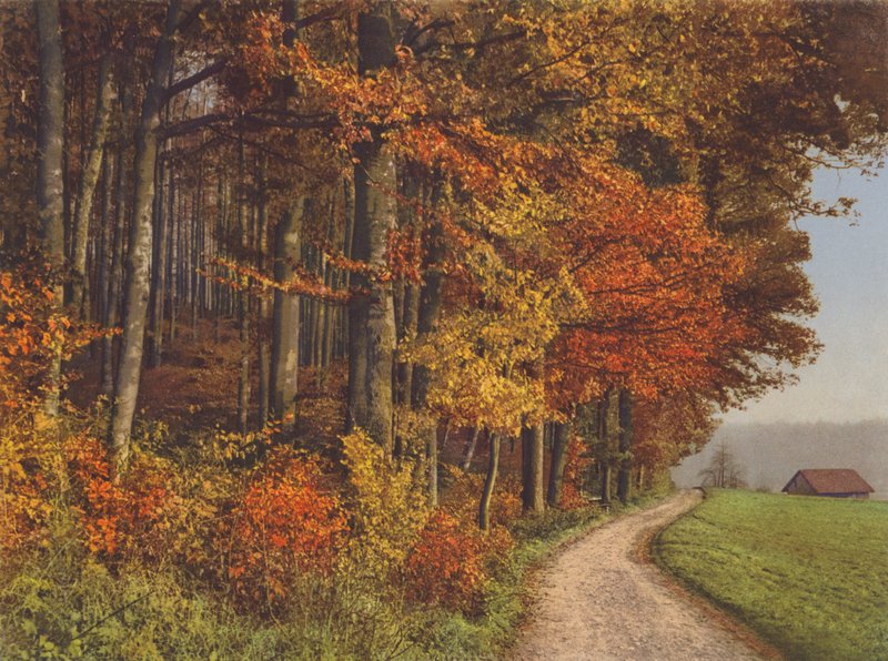 İsviçre: Sonbahar Ormanları (renkli fotoğraf) by Jean Gaberell