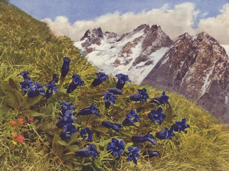 İsviçre: Gentian (renkli fotoğraf) by Jean Gaberell