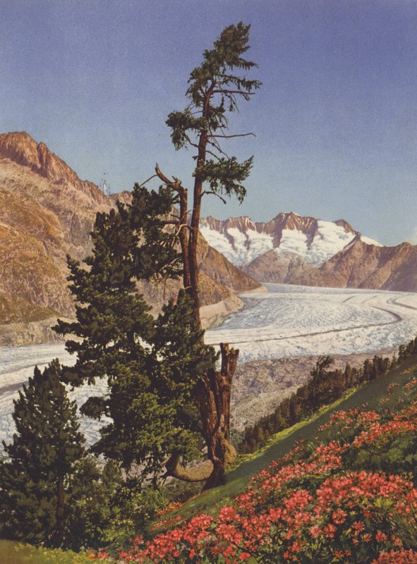 İsviçre: Aletsch Buzulu ve Fiescherhorner
