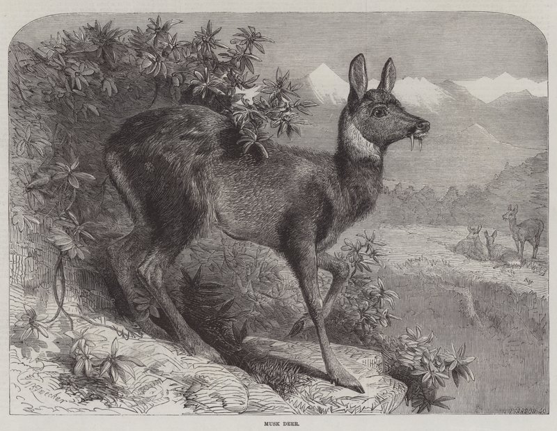 Misk geyiği by Johann Baptist Zwecker