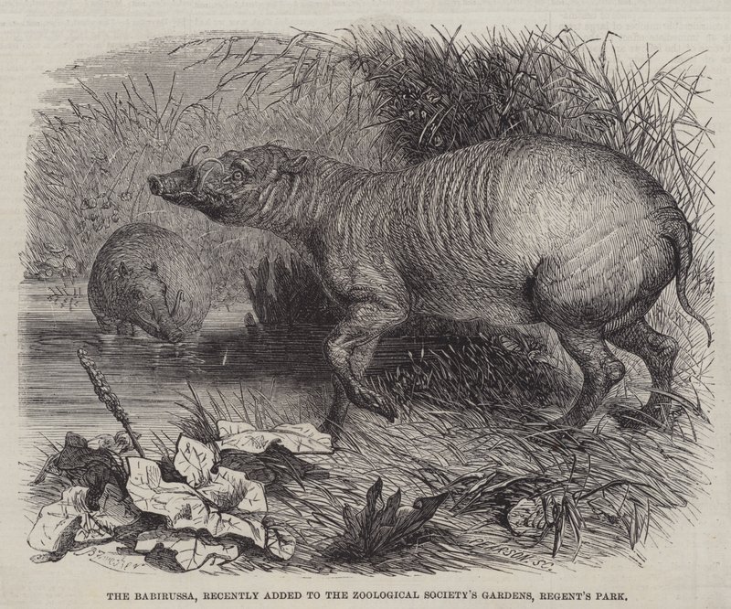 Babirussa, yakın zamanda Zoological Society
