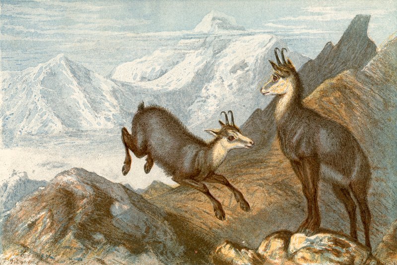 Chamois - 