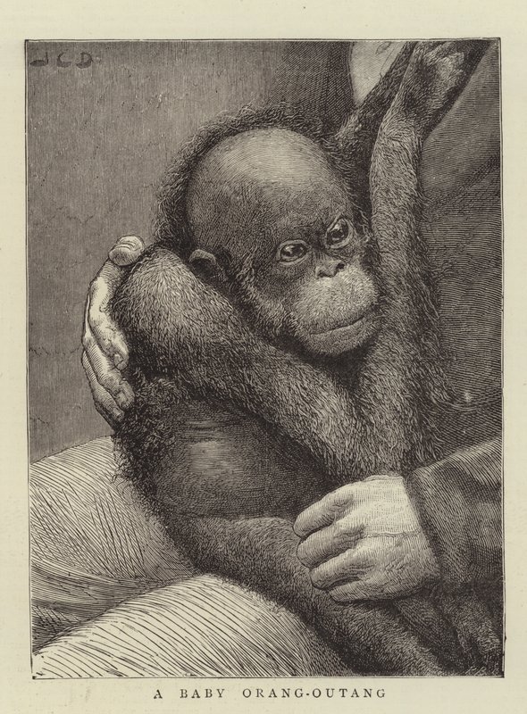 Bebek Orang-Outang by John Charles Dollman