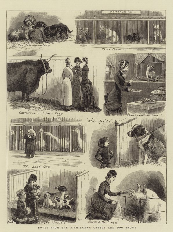 Birmingham Sığır ve Köpek Gösterilerinden Notlar by John Charles Dollman