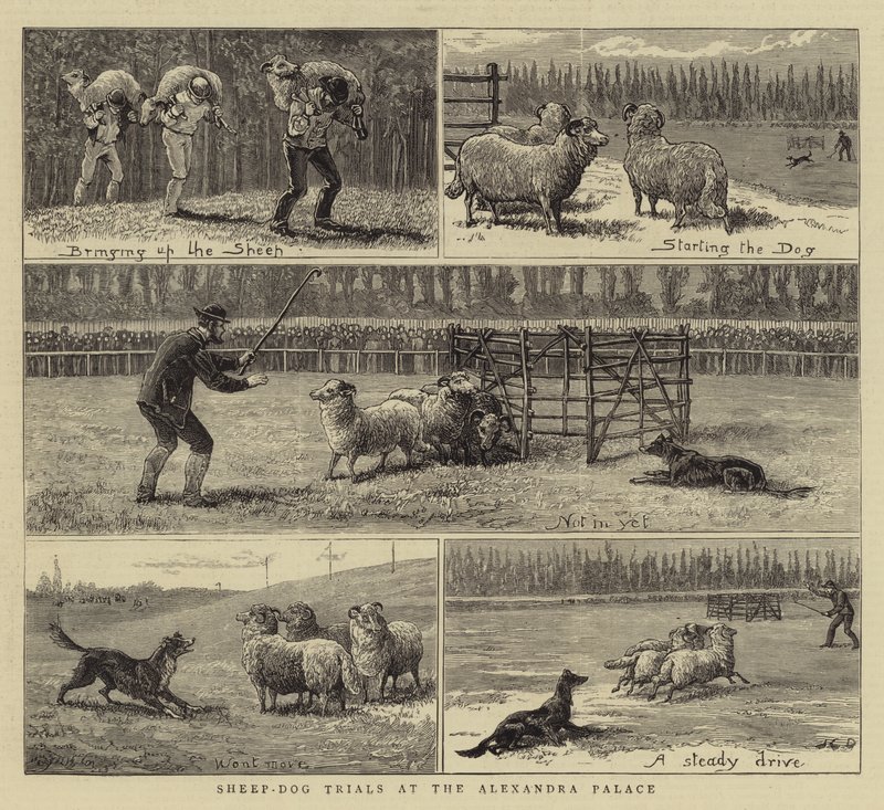 Alexandra Sarayı'nda Çoban Köpeği Duruşmaları by John Charles Dollman