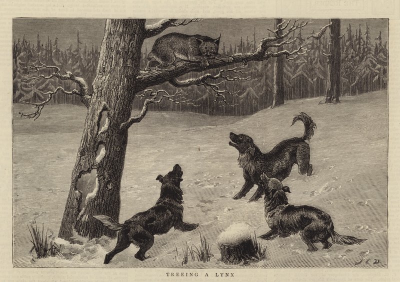 Lynx Ağaçlandırma by John Charles Dollman