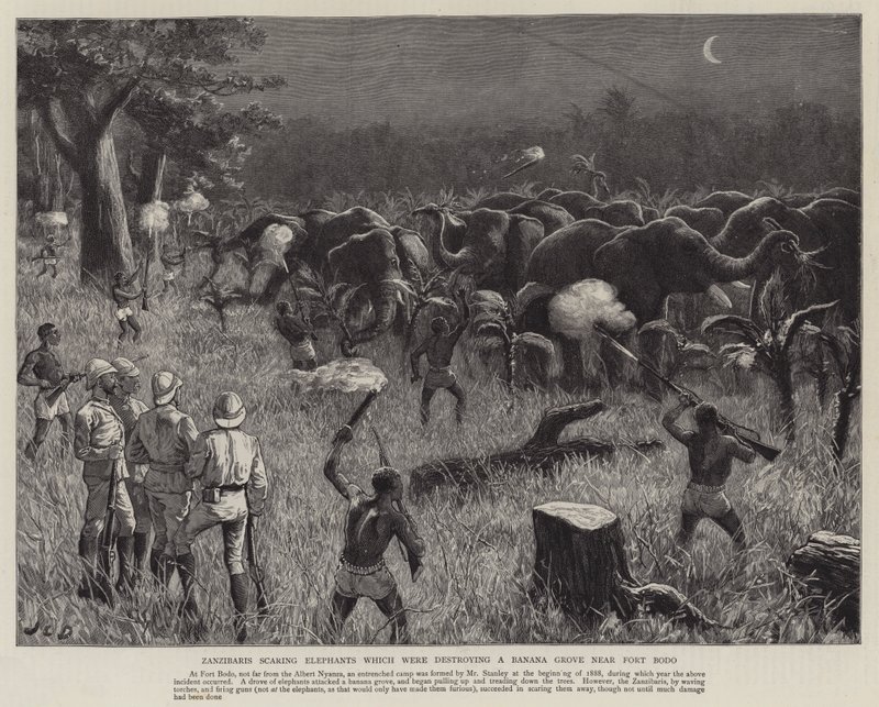 Zanzibarlılar, Bodo Kalesi yakınlarındaki Muz Korusunu yok eden Filleri korkutuyor by John Charles Dollman