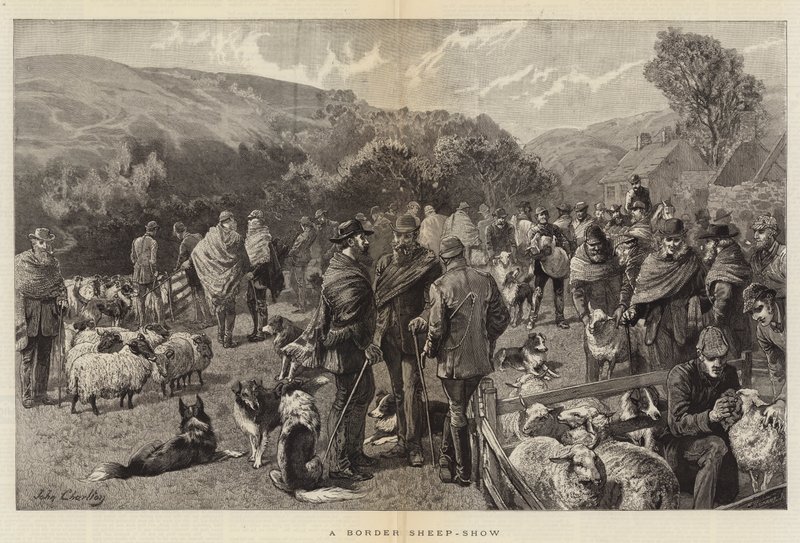 Bir Sınır Koyunu Gösterisi by John Charlton