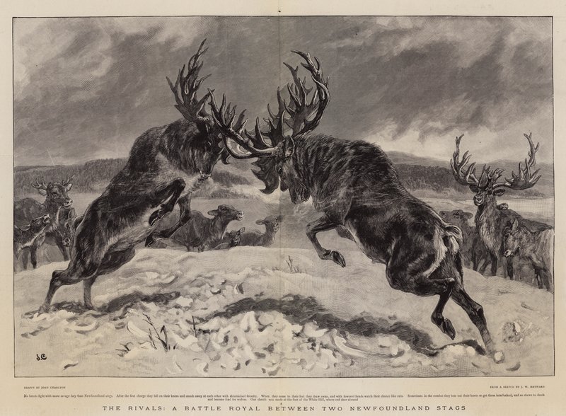 Rakipler, iki Newfoundland Geyikleri arasında bir Kraliyet Savaşı by John Charlton