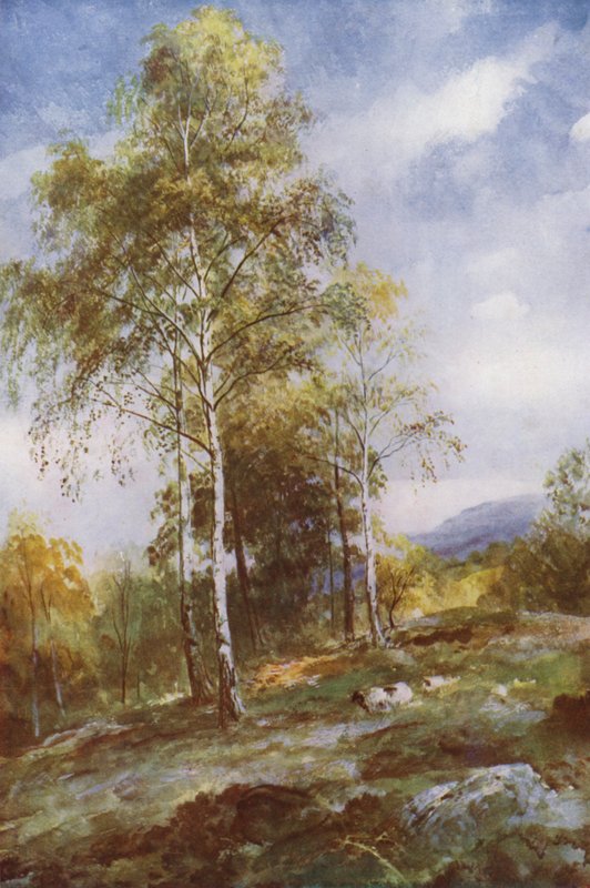 Gümüş Huş (renkli lito) by John (after) MacWhirter