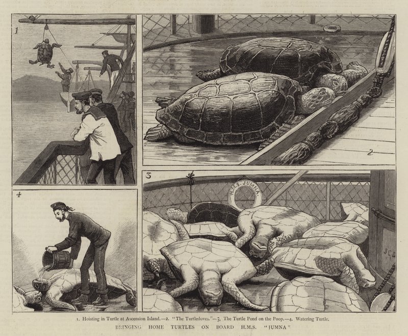 Bringing Home Turtles on Board HMS Jumna  by John Charles Dollman