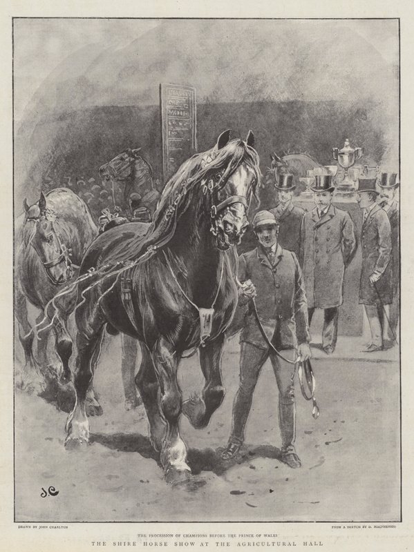 Tarım Salonunda Shire At Gösterisi by John Charlton