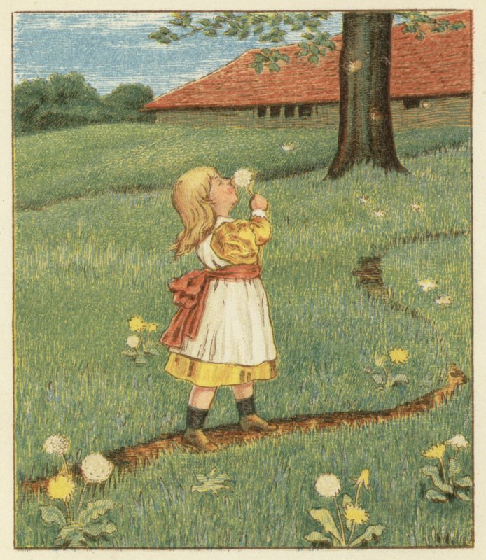 Karahindiba tohumları (renkli litho) by John George (after) Sowerby
