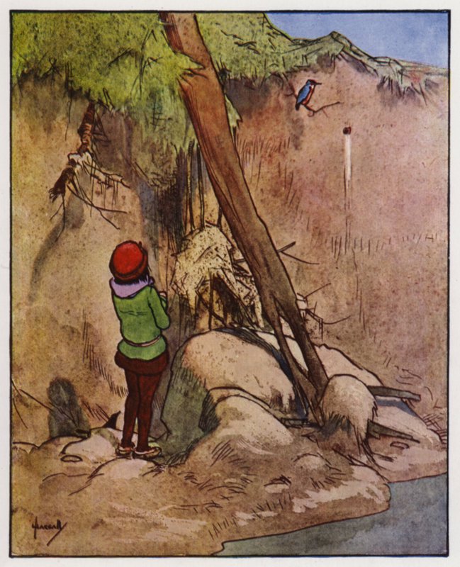 Yalıçapkını (renkli taş) by John Hassall
