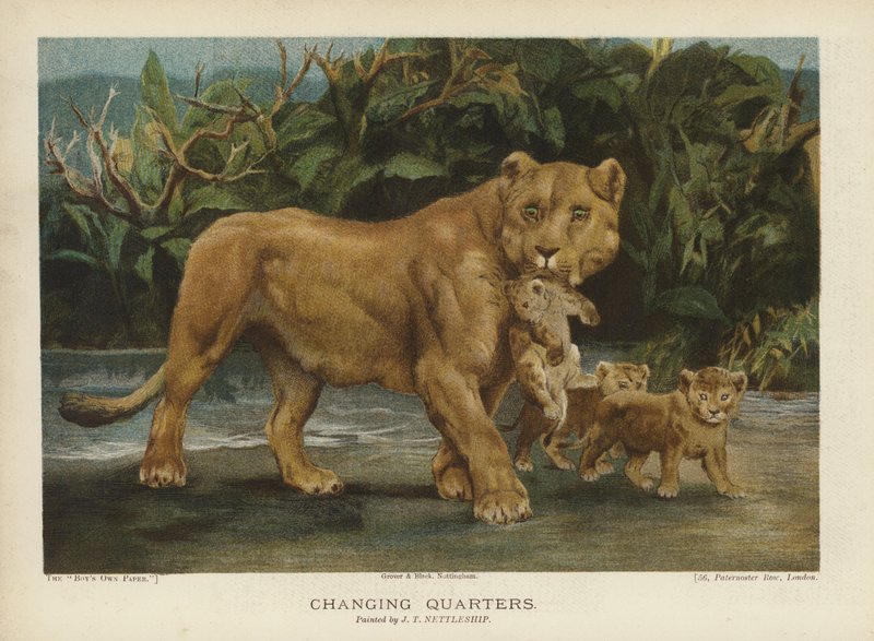 Değişen Mahalle: yavrularını hareket ettiren dişi aslan (chromolitho) by John Trivett Nettleship