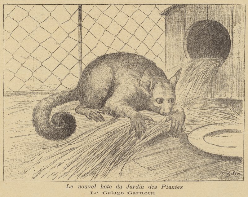 Garnetts Galago, Jardin des Plantes