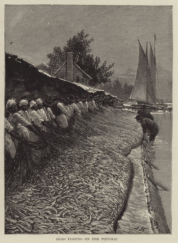 Potomac üzerinde Shad Balıkçılık by Joseph Nash