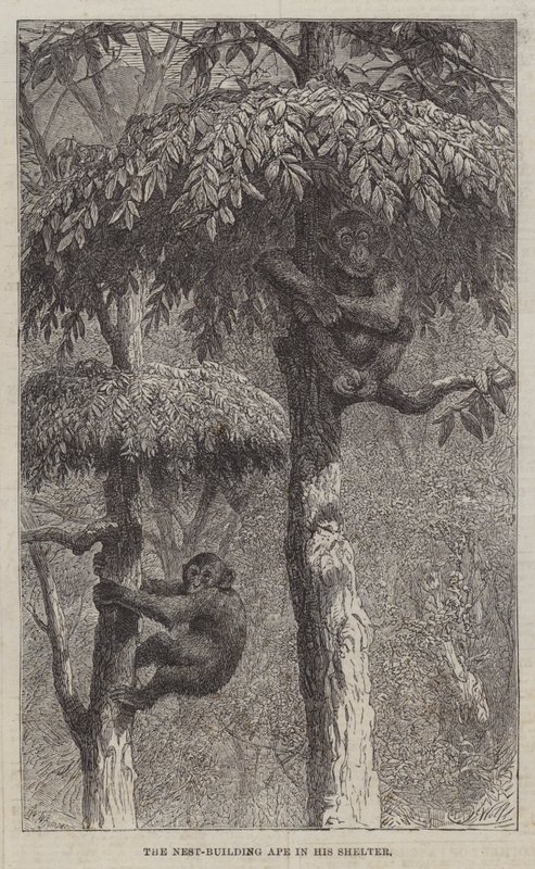 Barınağında Yuva Yapan Maymun by Joseph Wolf