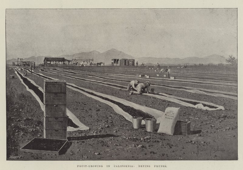 Kaliforniya'da Meyve Yetiştiriciliği, Kuru Erik by Joseph Holland Tringham