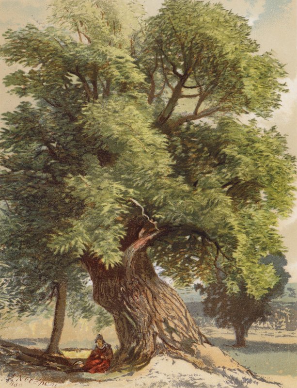 Eski Kestane (renkli lito) by Joseph Needham