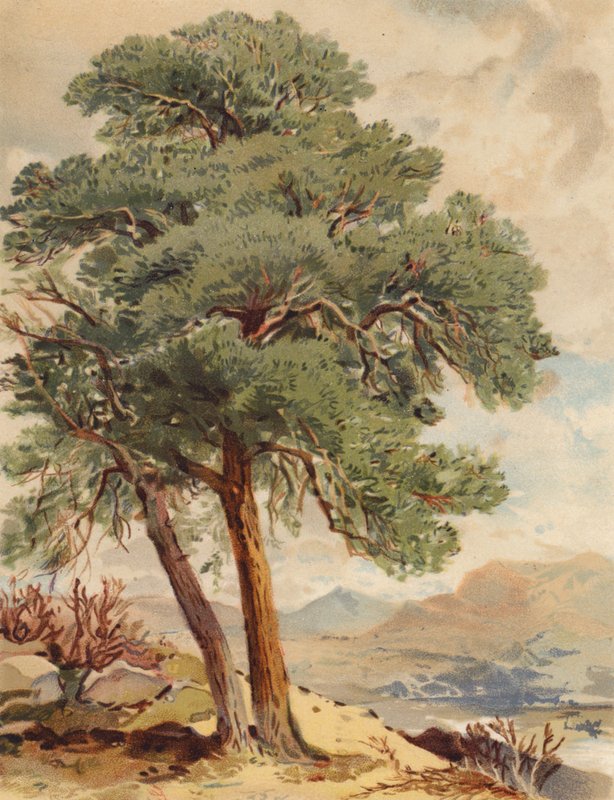  by Joseph Needham