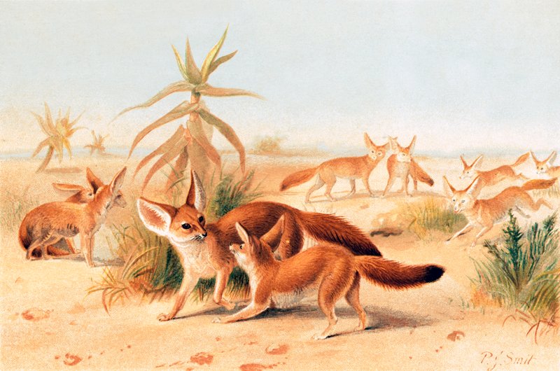 Afrika rezene by Joseph Smit