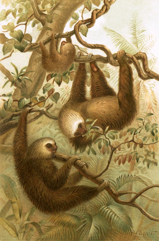 İki parmaklı tembel by Joseph Smit