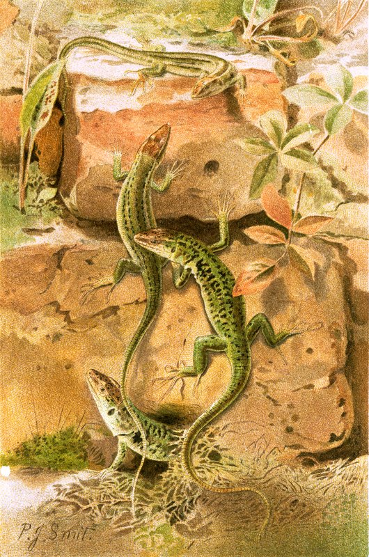 Duvar kertenkeleleri by Joseph Smit