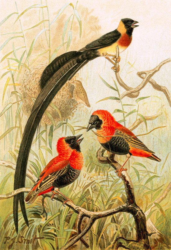dokumacı kuşlar by Joseph Smit