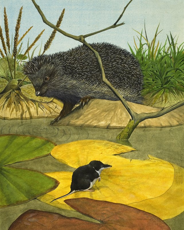 Su Faresi ve Kirpi by Kenneth Lilly
