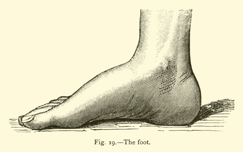 The foot  by Leveille