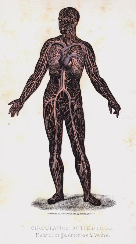 Kan, Kalp, Akciğerler, Arterler ve Damarların Dolaşımı by Leveille