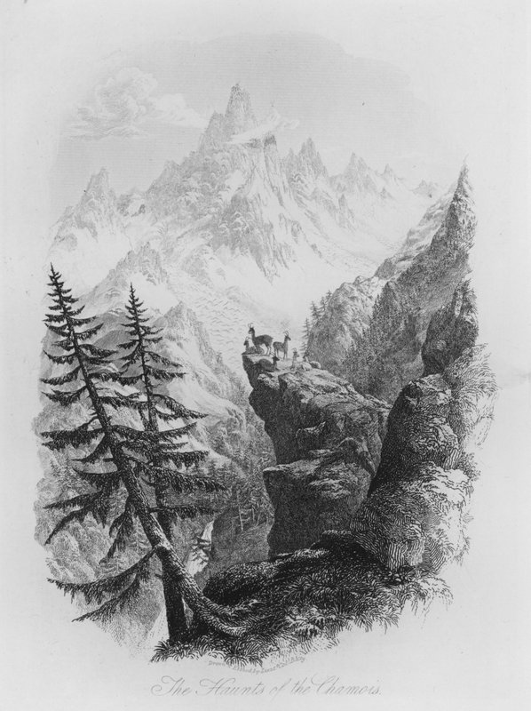 Chamois