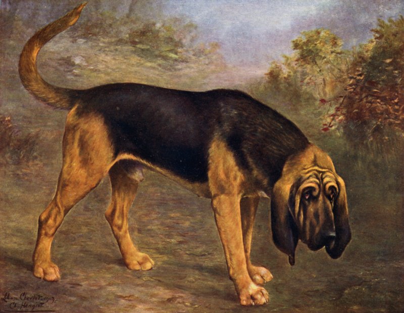 Bloodhound Şampiyonu Hengist by Lilian Cheviot