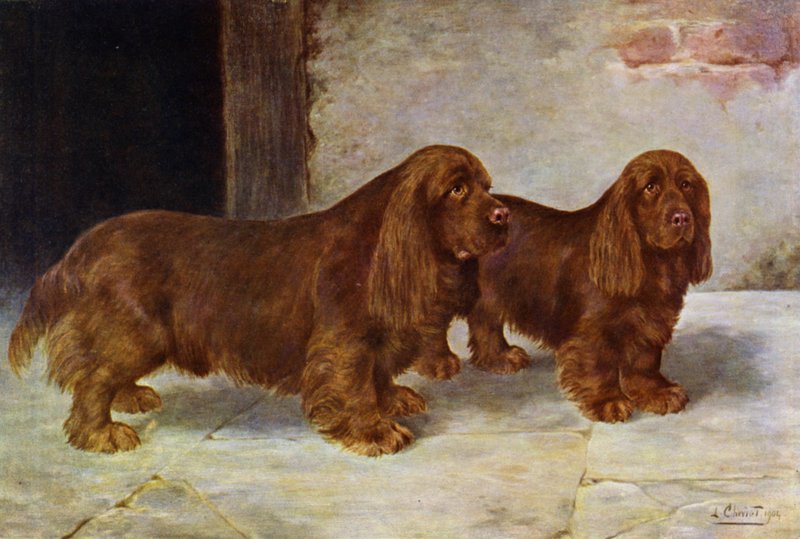 Sussex Spaniels, Şampiyon Rosehill Rock ve Şampiyon Rosehill Rag by Lilian Cheviot