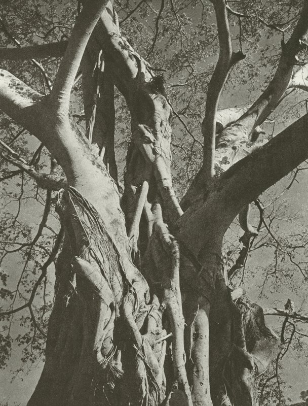 Banyan ağacı (s/b fotoğraf) by Lionel Wendt
