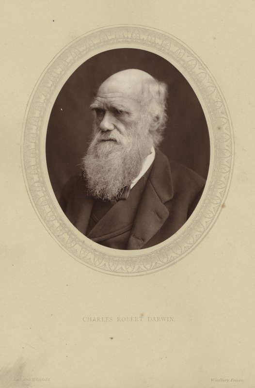 ಚಾರ್ಲ್ಸ್ ಡಾರ್ವಿನ್ ಟರ್ಕಿಯ ಭಾವಚಿತ್ರ by Lock and Whitfield